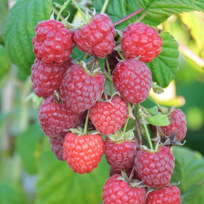 Rubus idaeus 'Autum Bliss'