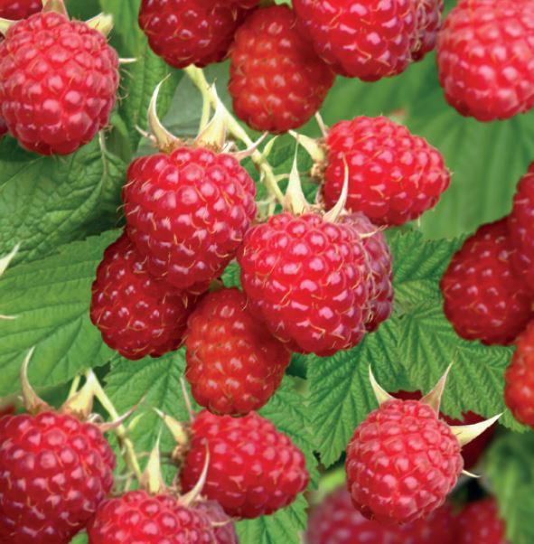 Rubus idaeus 'BonBon Yummy