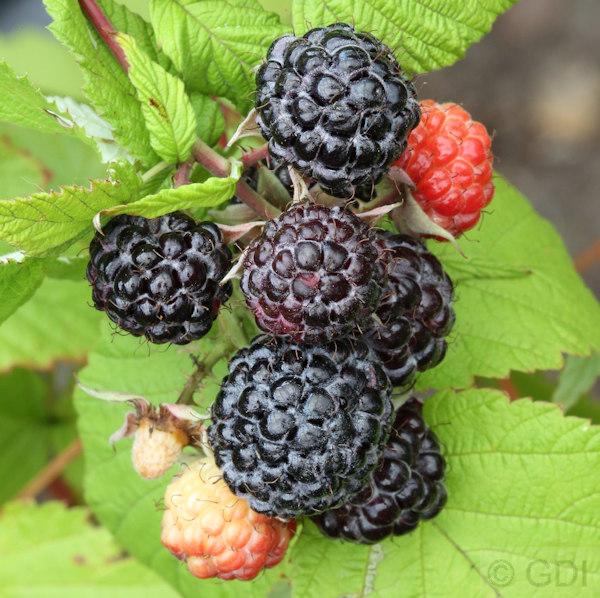 Rubus idaeus 'Jewel'