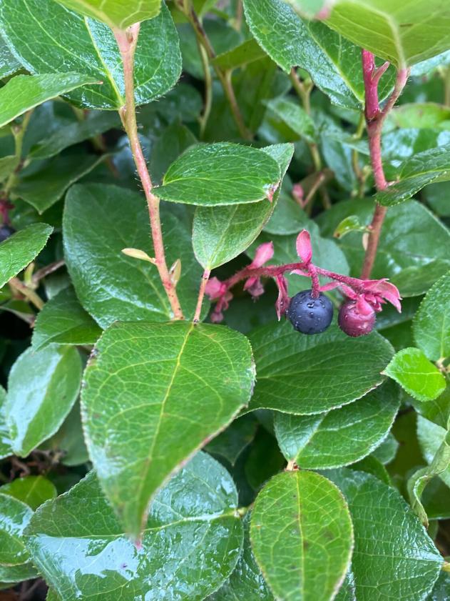 Busket bjergte (Gaultheria Shallon)