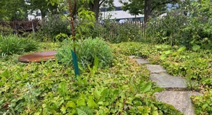 Brøndby Biodiversitet4